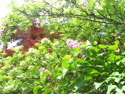 29th May 2021 - Copper Beech, Roawn or Ash, and Lilac flowers.