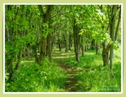 29th May 2021 - Leafy Glade,Brixworth Country Park