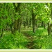 Leafy Glade,Brixworth Country Park by carolmw