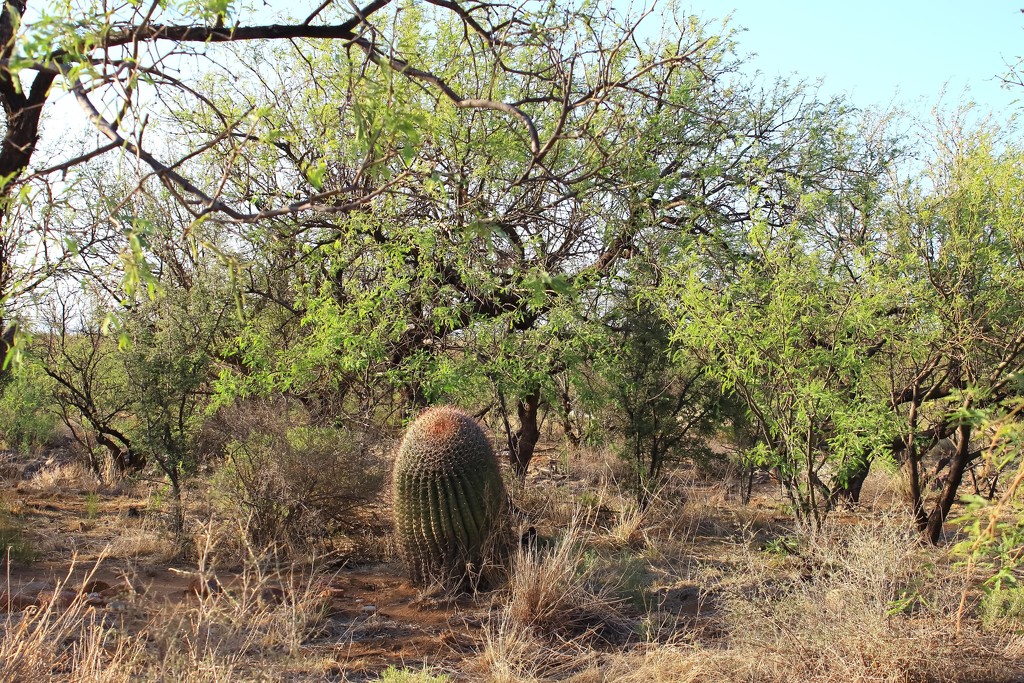 Huge barrel cactus by blueberry1222