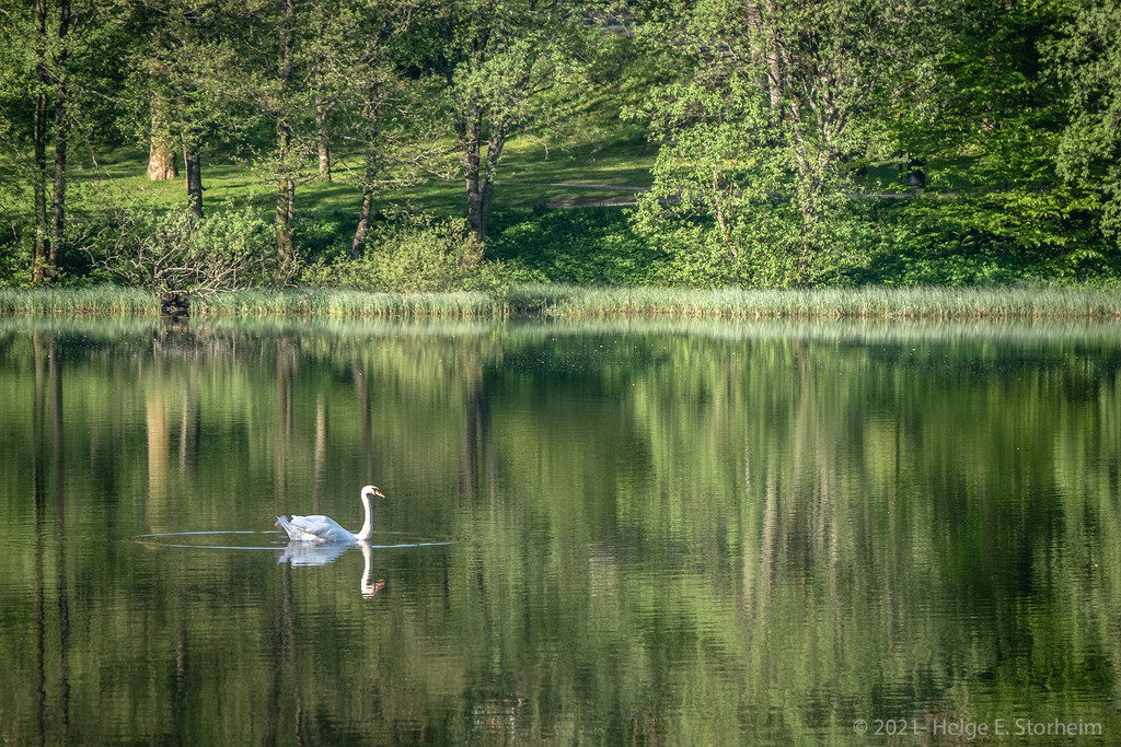 Swan lake by helstor365