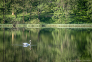 29th May 2021 - Swan lake