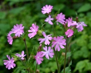 29th May 2021 - Red Campion