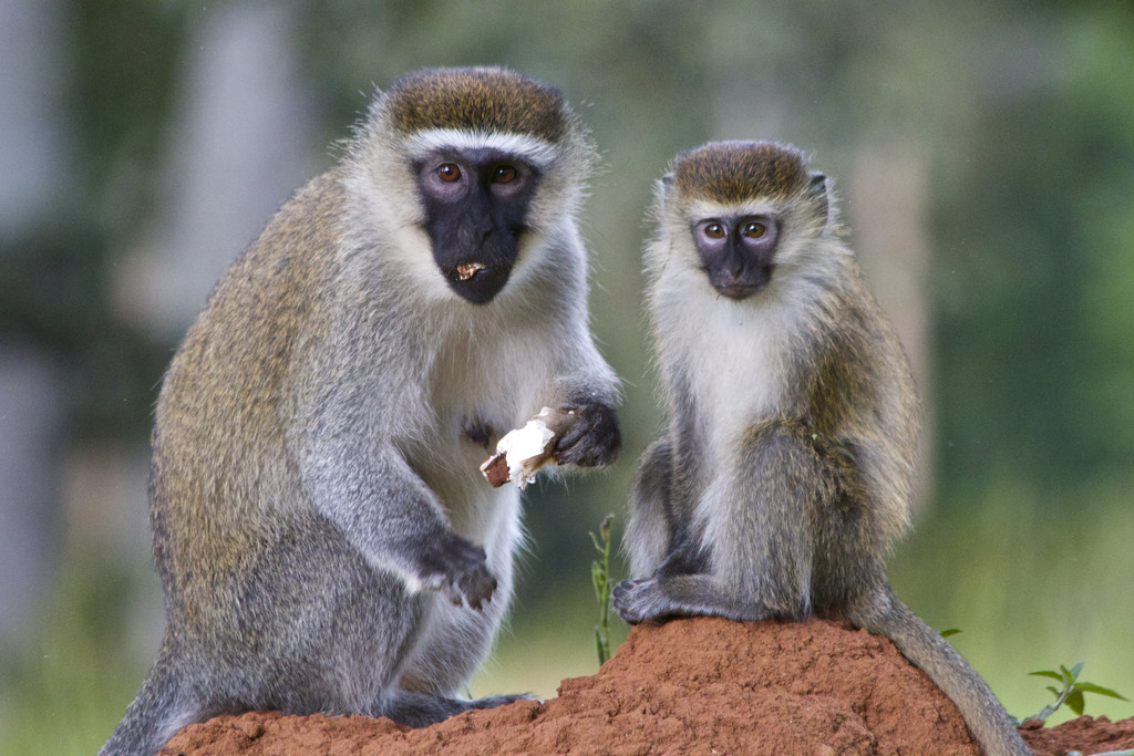 Vervet monkeys by okvalle