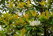 28th May 2021 - Magnolia Blossom