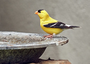 29th May 2021 - Goldfinch #5