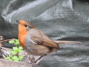 2nd May 2021 - Waiting - Birds in My Garden