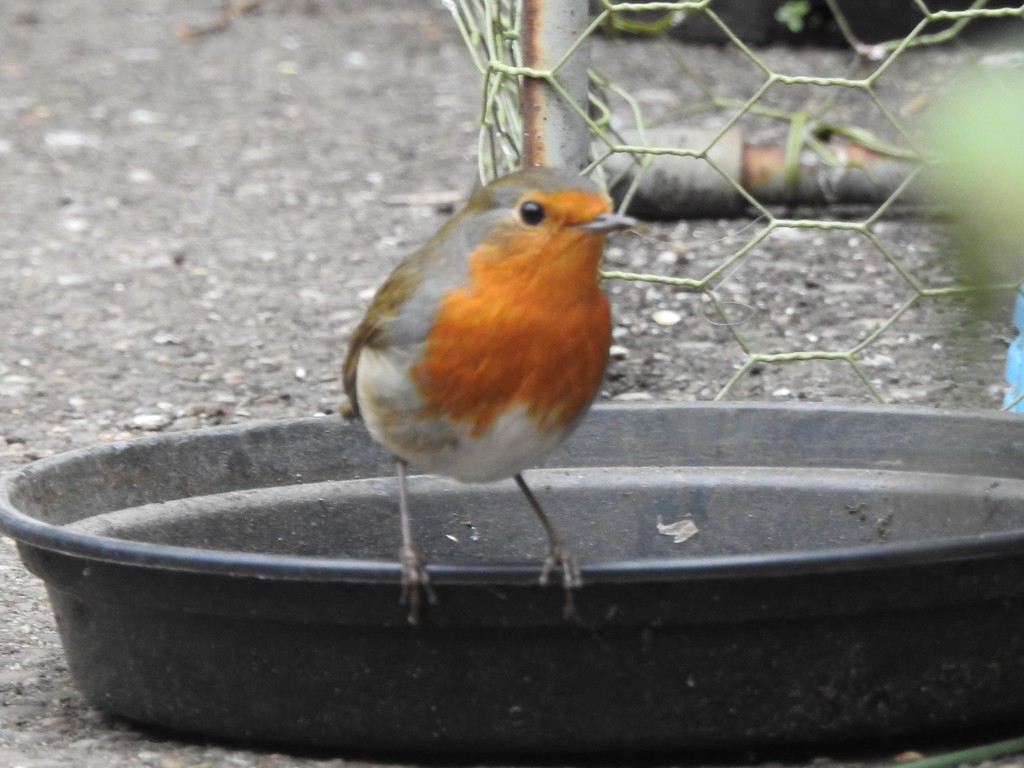 Where's the Water? Birds in My Garden by oldjosh