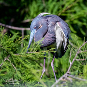 29th May 2021 - Tri-colored Heron in breeding plumage & color