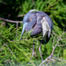 Tri-colored Heron in breeding plumage & color by photographycrazy