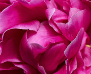 29th May 2021 - Attar of Roses Petals