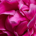 Attar of Roses Petals by gardencat