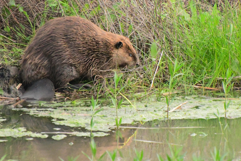 Beaver by kareenking