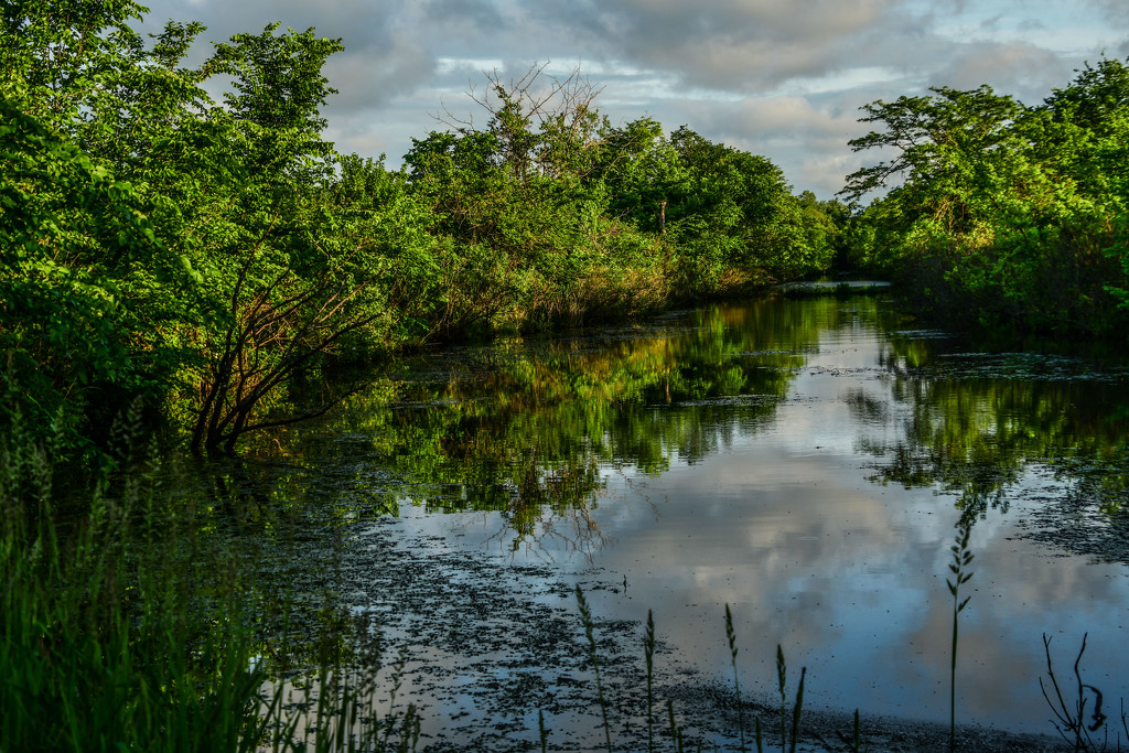 Wetlands Wonder by kareenking