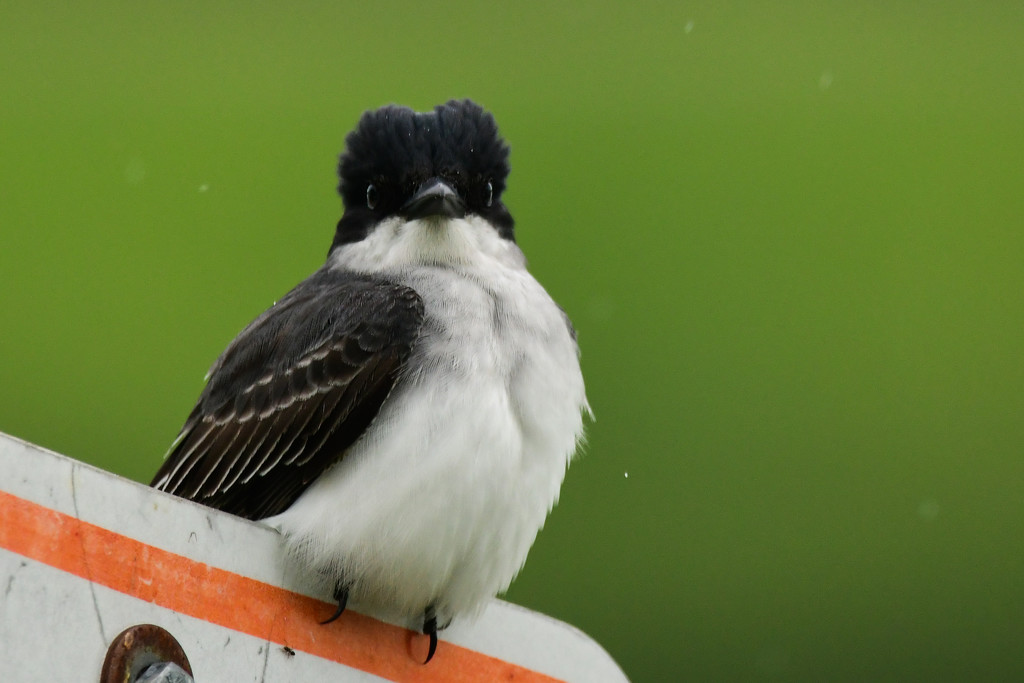 Face to Face with a Kingbird by kareenking