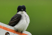 20th May 2021 - Face to Face with a Kingbird