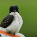 Face to Face with a Kingbird by kareenking