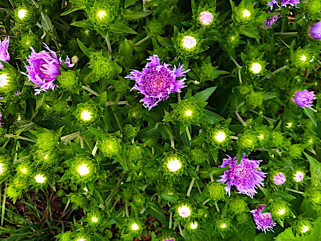 Stokesia  starry plant night  by congaree