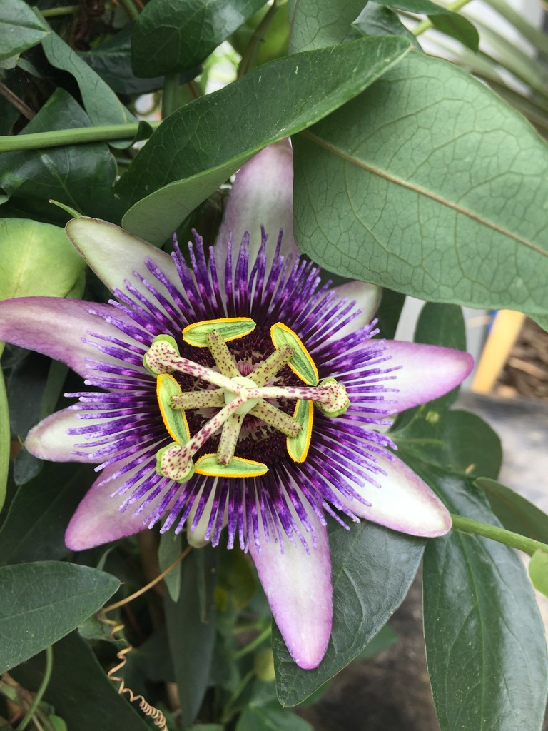 Passion flowers  by snowy