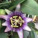 Passion flowers  by snowy