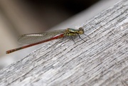 29th May 2021 - LARGE RED DAMSELFLY