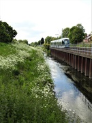 29th May 2021 - Cow Parsley beside the Leen