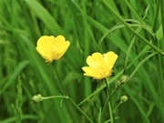 28th May 2021 - Meadow Buttercup