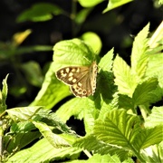 28th May 2021 - Ringlet Butterfly