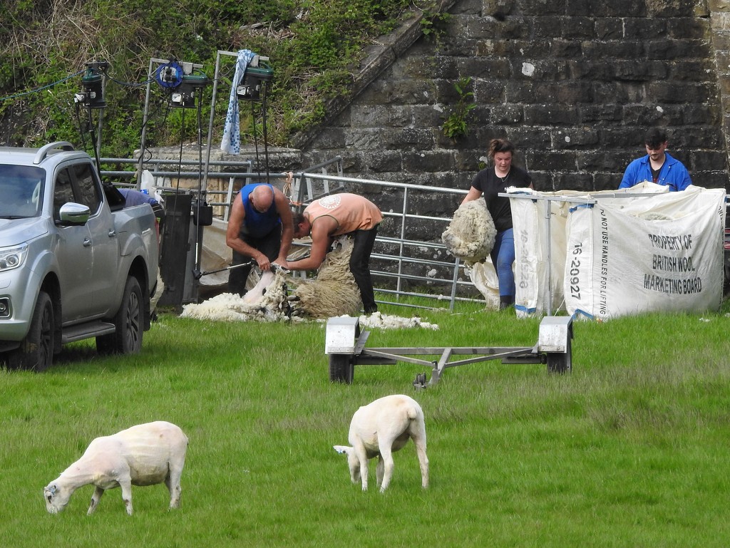 Sheep Shearing by oldjosh