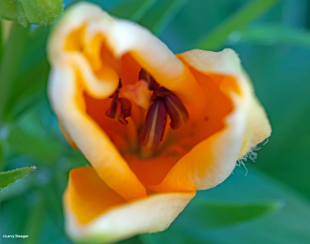 Unfolding of a daylily by larrysphotos