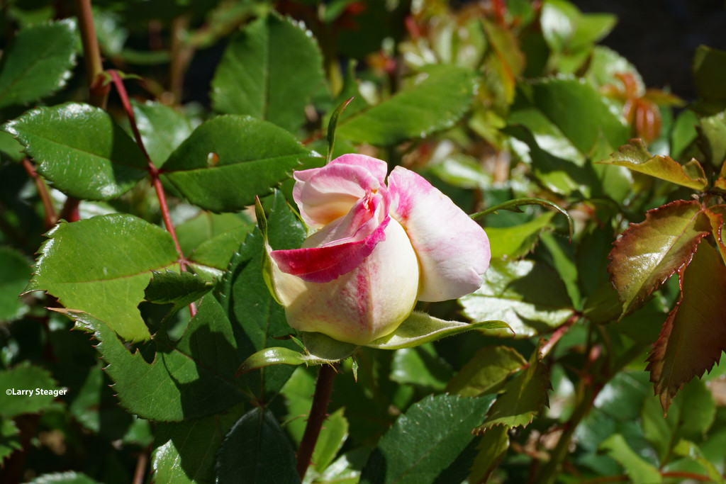 Eden rose by larrysphotos