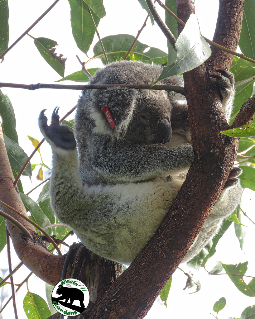 gotta look my best by koalagardens