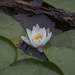 Beaver Lake Lily by timerskine