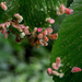Leaf Galls by francoise