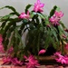 Zygocactus In My Terrarium ~    by happysnaps