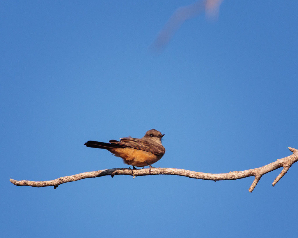 Say's phoebe by aecasey