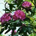 Rhododendrons by plainjaneandnononsense