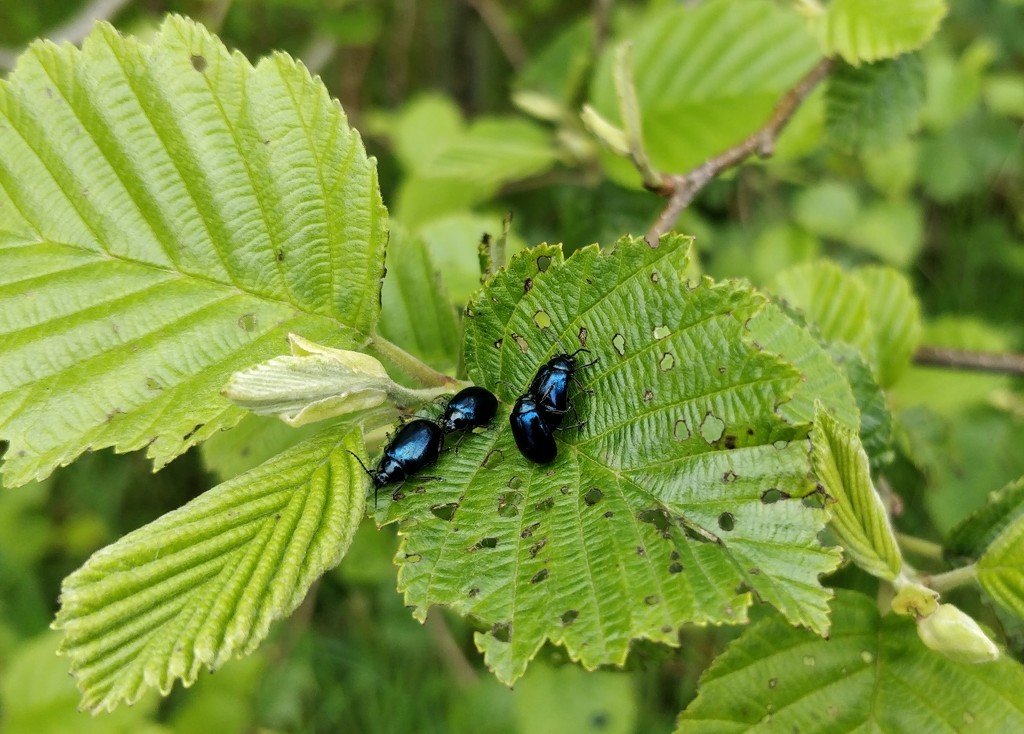 Alder Leaf Beetles by roachling
