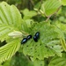 Alder Leaf Beetles by roachling