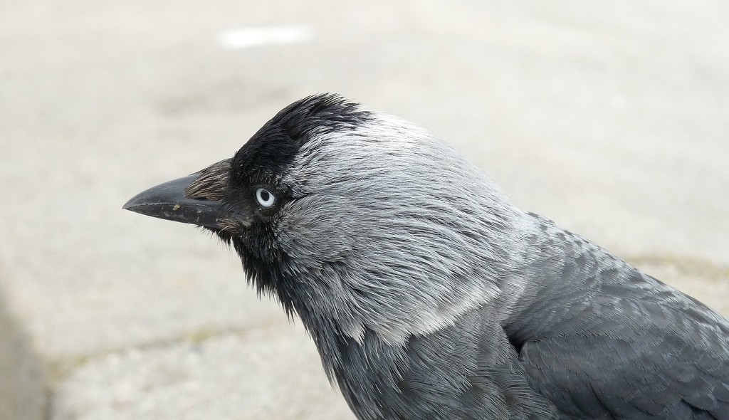 A Curious Jackdaw by kclaire