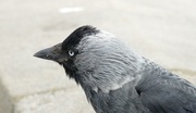 27th May 2021 - A Curious Jackdaw