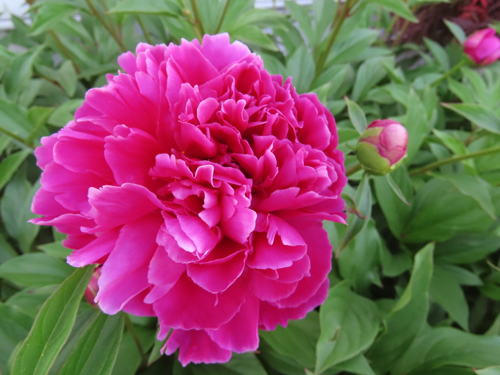 Pretty Peonies by kimhearn