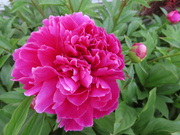 19th May 2021 - Pretty Peonies