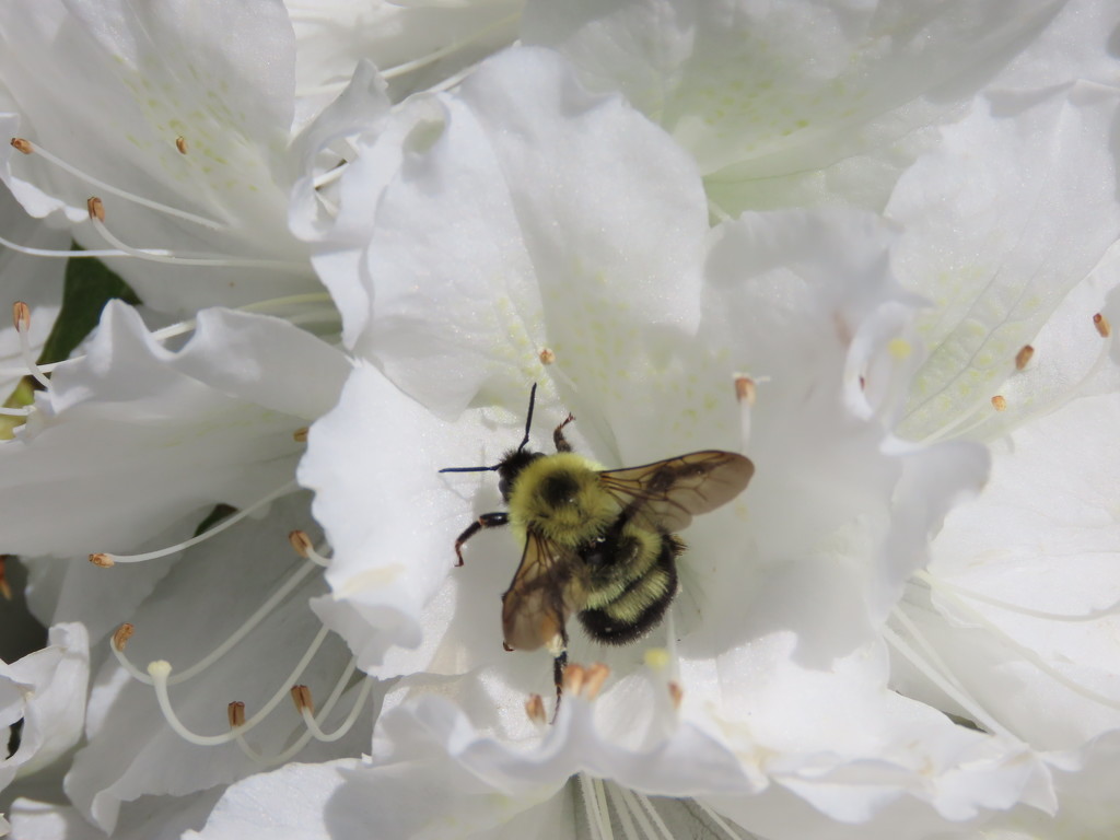 A bee in a sea of white by kimhearn