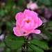 Pink Rose by sandlily