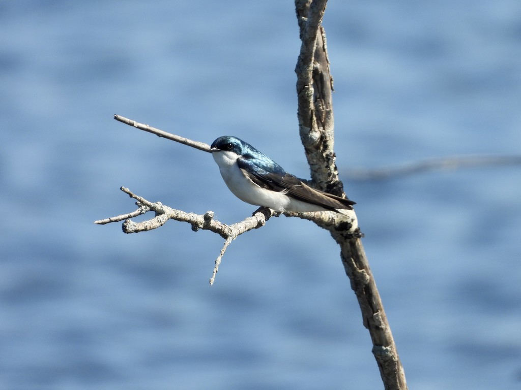 tree swallow… by amyk