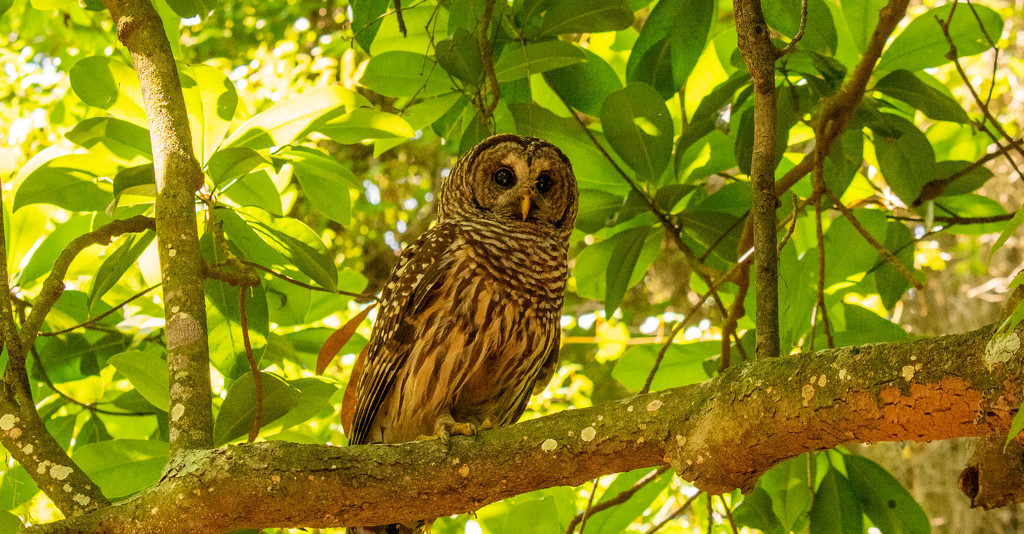 Barred Owl Trying to Stay Away From the Carolina Wren! by rickster549