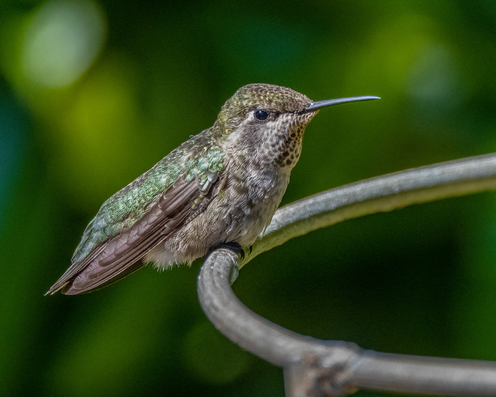 Annas Hummingbird by nicoleweg