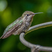 Annas Hummingbird by nicoleweg