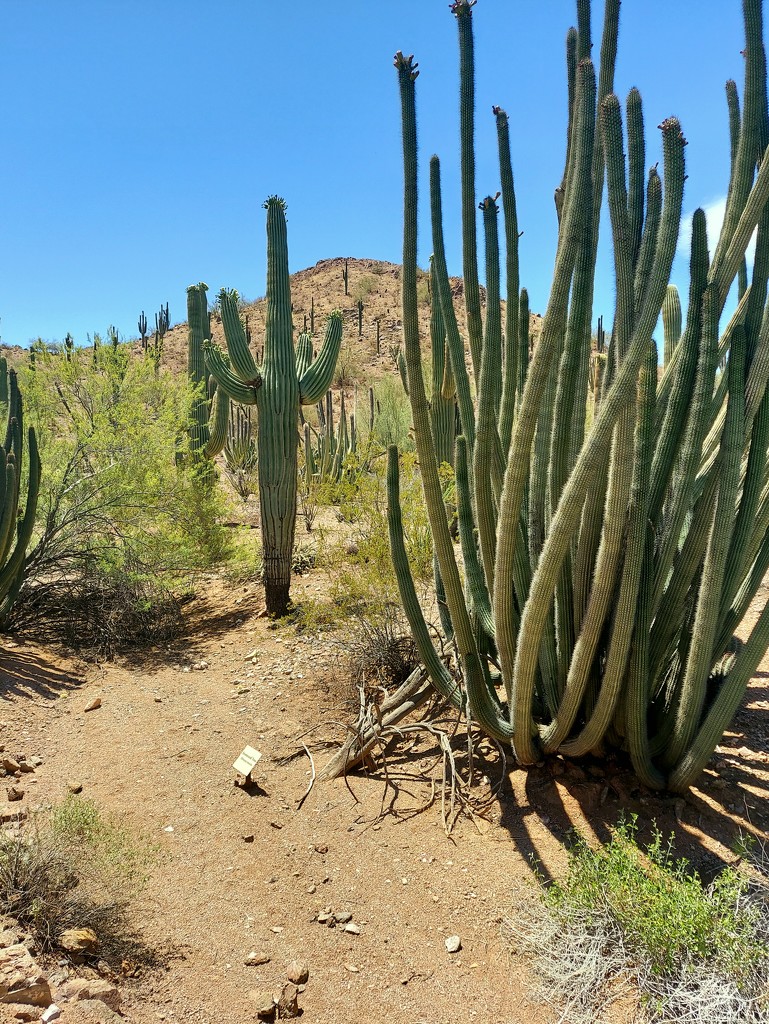 Cacti Scene by harbie